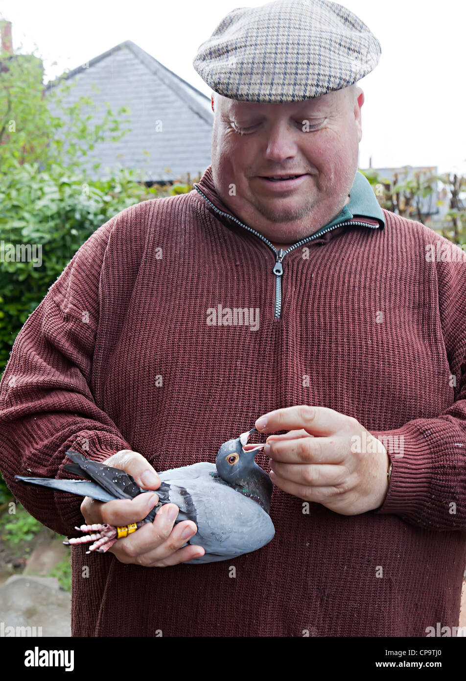Maniac Piegon tenendo un piccione viaggiatore, Wales, Regno Unito Foto Stock