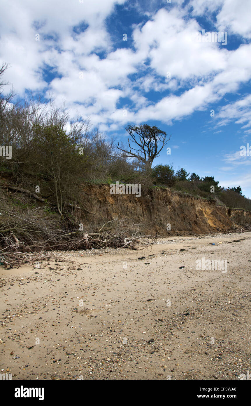 Alberi esposti da erosione costiera a East Mersea, Essex, Inghilterra, Regno Unito Foto Stock