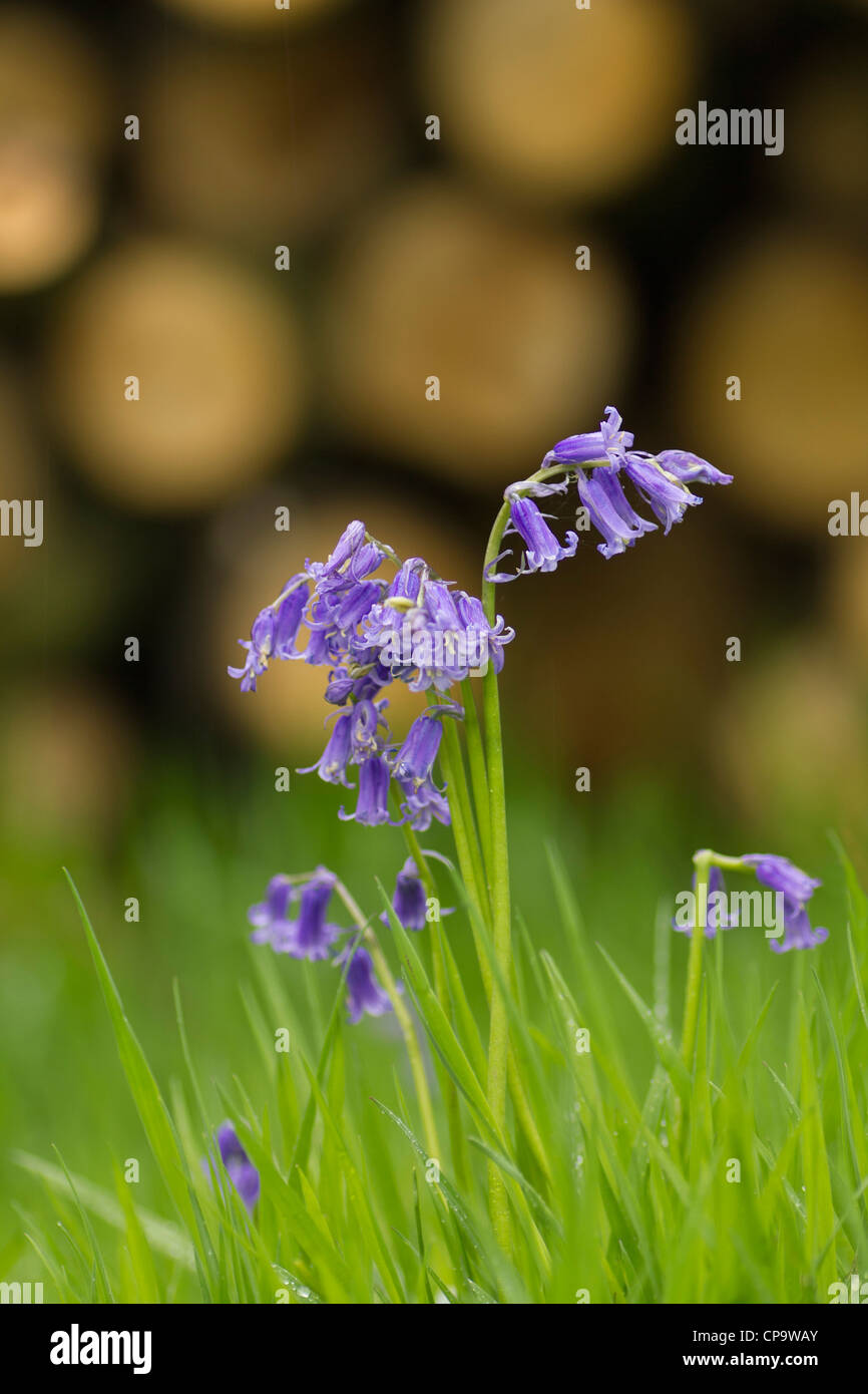 Bluebells Foto Stock