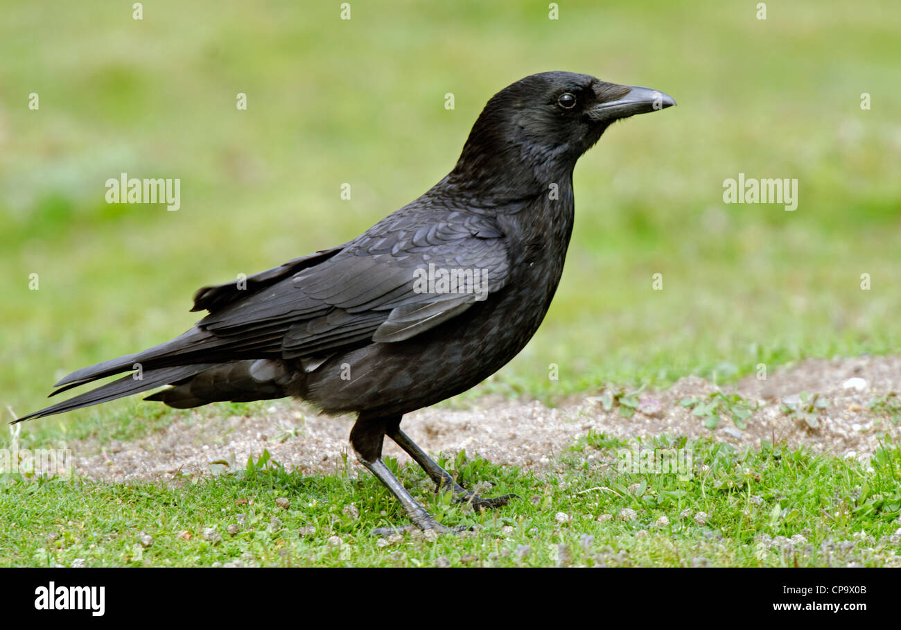 Corvus corone, Carrion Crow Foto Stock