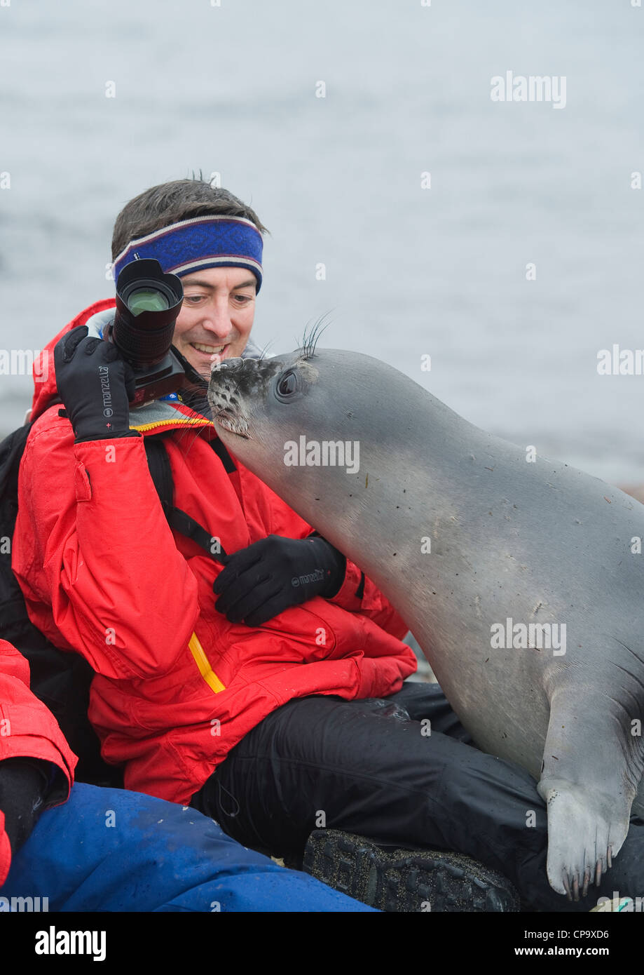 Curioso Elefante marino del sud pup, con tourist, Antartide Foto Stock