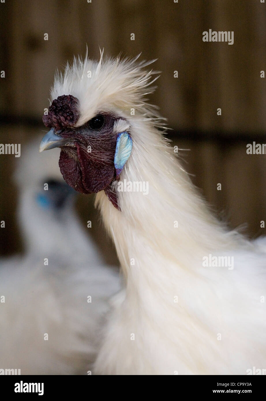 Silkie Hen Ritratto di unica femmina adulta del Regno Unito Foto Stock