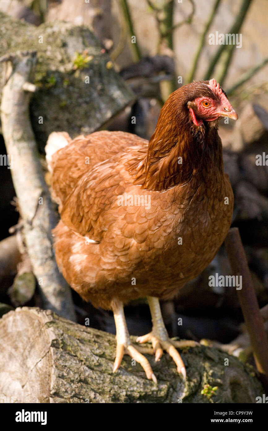 Pollo Gallus gallus domesticus ritratto di donna single adulto REGNO UNITO Foto Stock