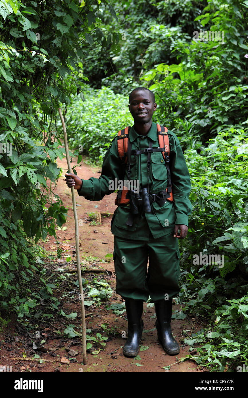 Ange Imanishimwe, un naturalista e guida, lavorando in Nyungwe National Park in Ruanda. Foto Stock