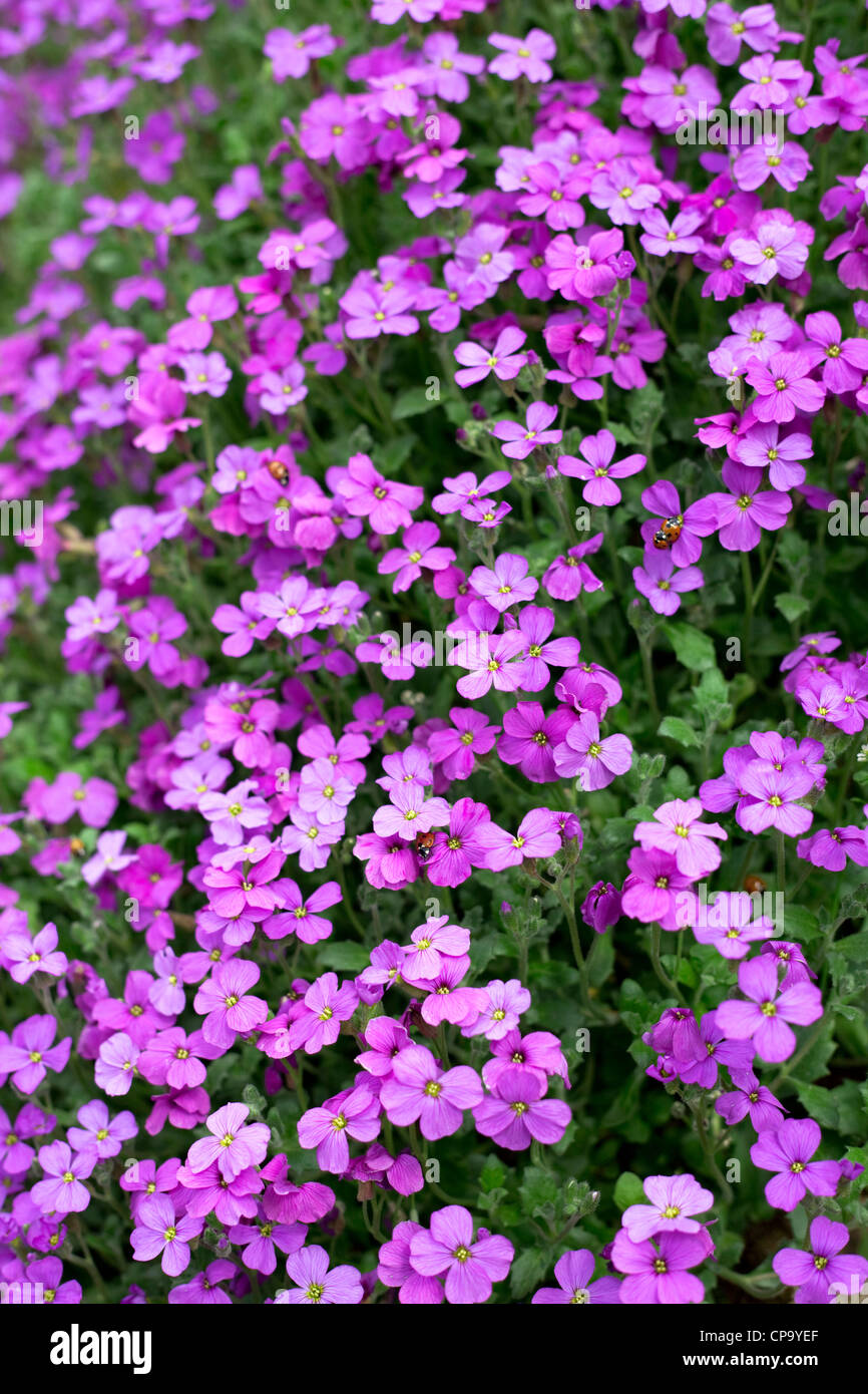 Aubrieta sul giardino cottage parete, Worcestershire, England, Regno Unito Foto Stock