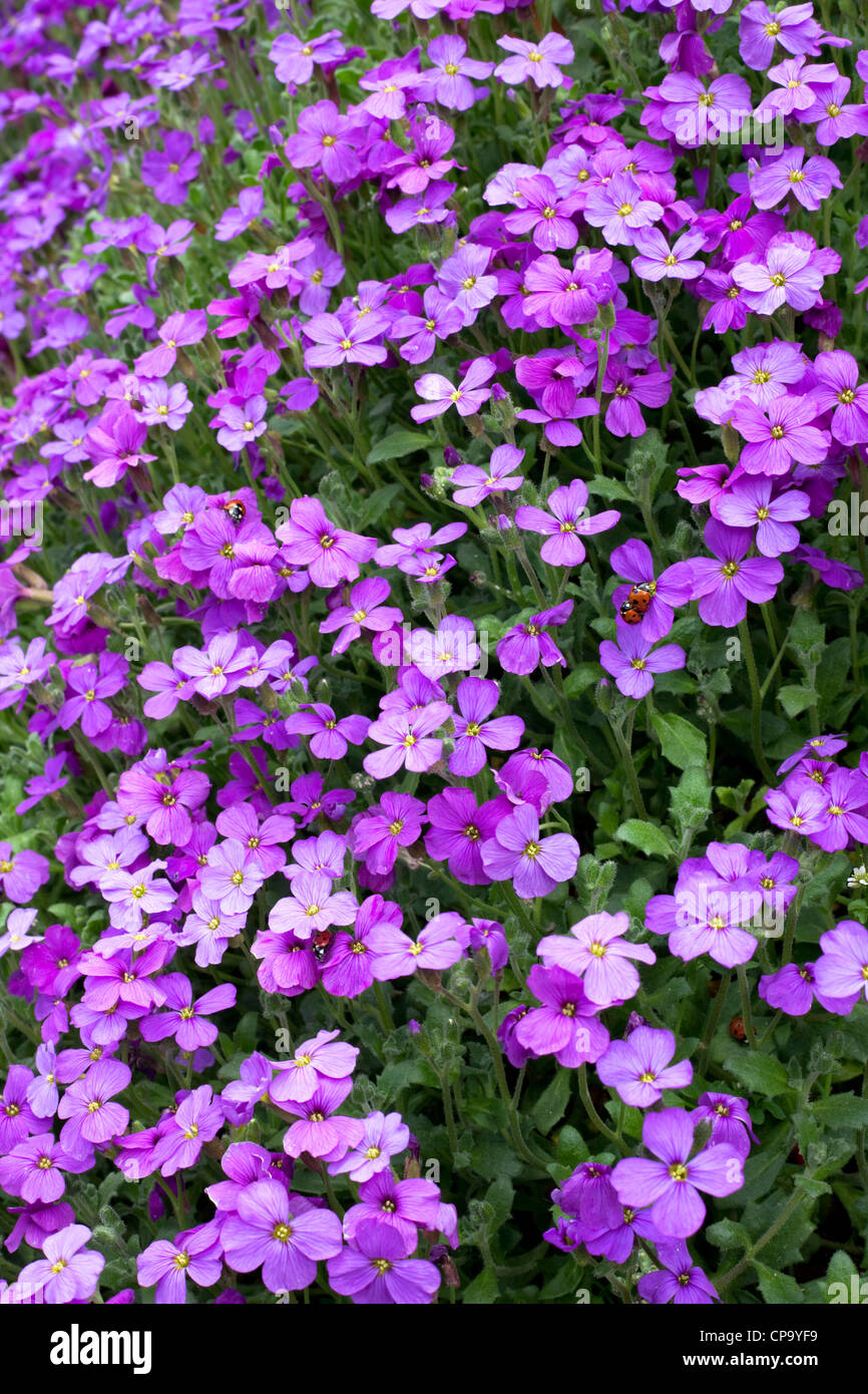 Aubrieta sul giardino cottage parete, Worcestershire, England, Regno Unito Foto Stock