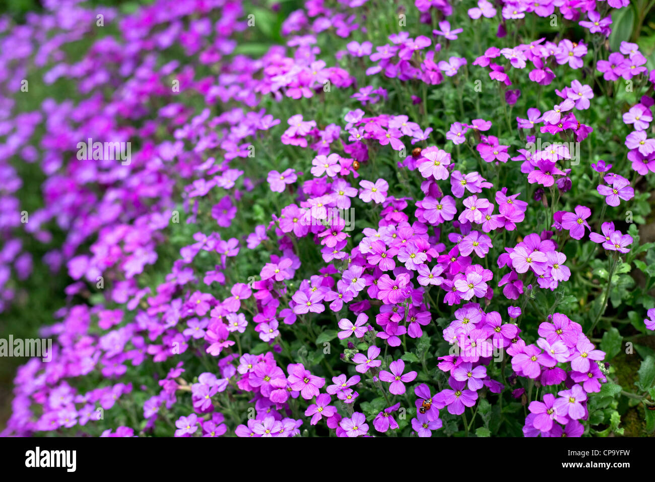 Aubrieta sul giardino cottage parete, Worcestershire, England, Regno Unito Foto Stock