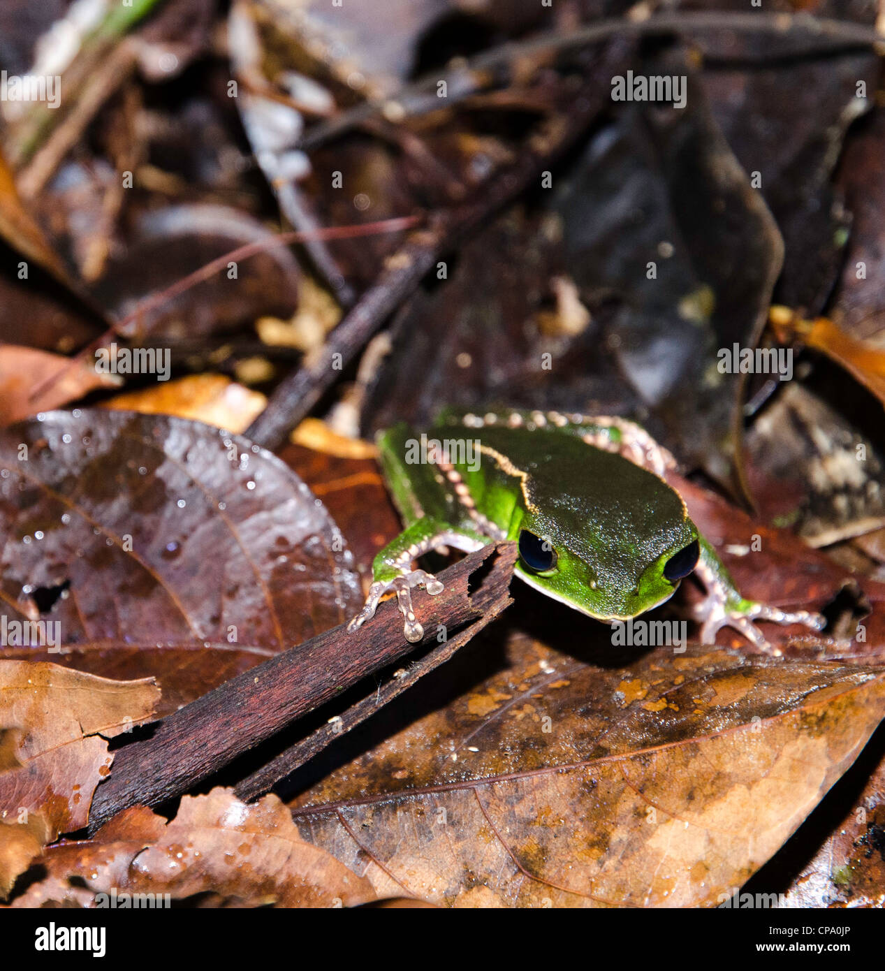 Frog bacino amazzonico rainforest Tierras Orientales Ecuador Foto Stock