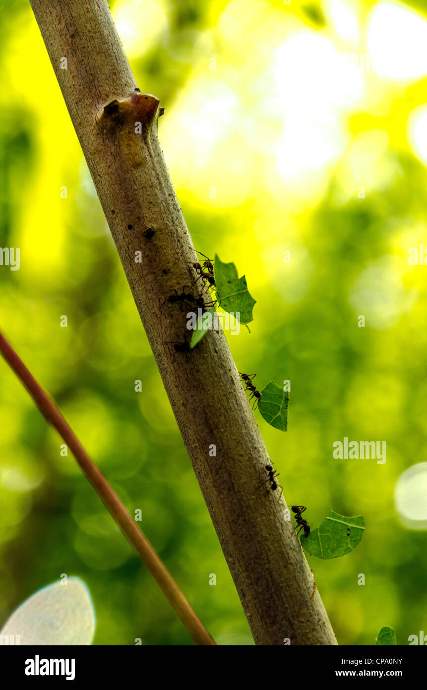 Formiche foglia bacino amazzonico rainforest Tierras Orientales Ecuador Foto Stock