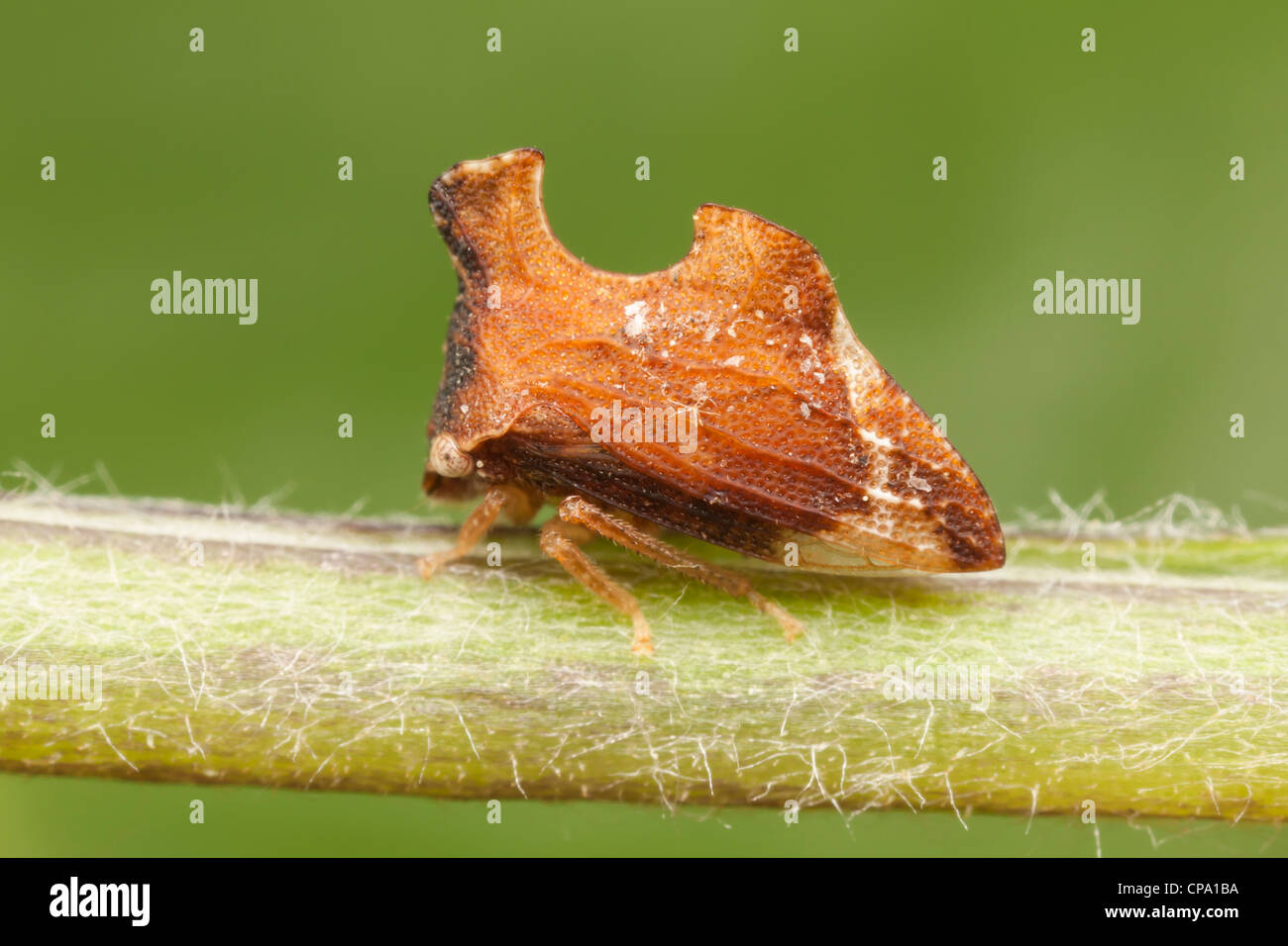 Treehopper (Entylia carinata) Foto Stock