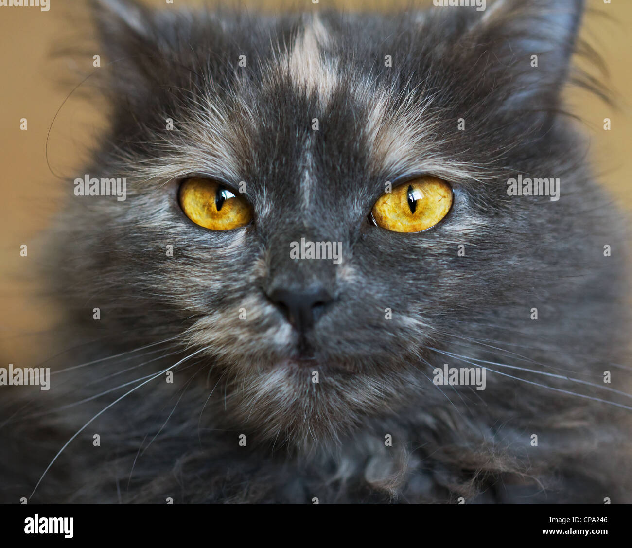 Bel ritratto di un gatto grigio close up Foto Stock