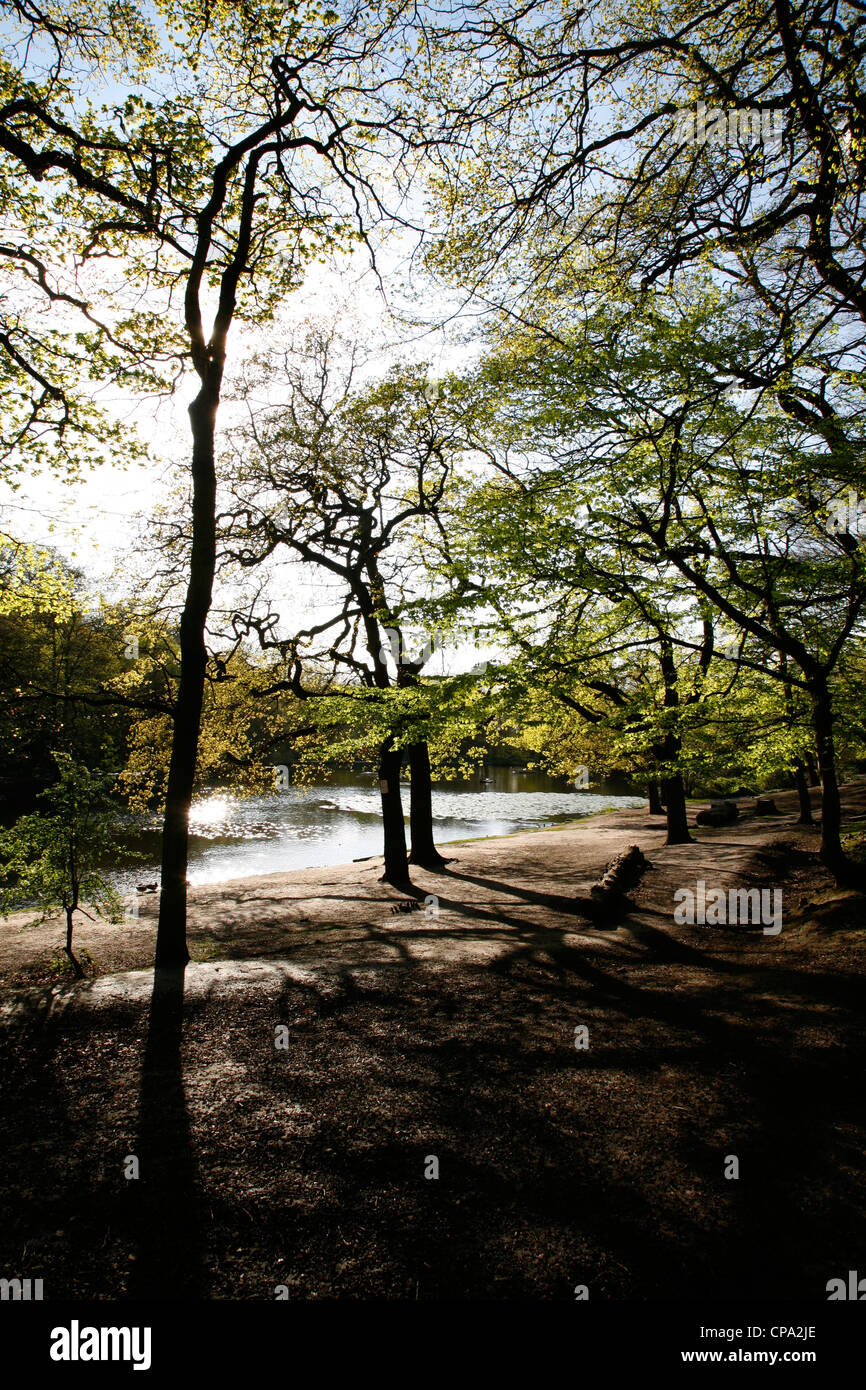 Laghetto Queensmere nascosto tra gli alberi in Wimbledon Common, Wimbledon, London, Regno Unito Foto Stock