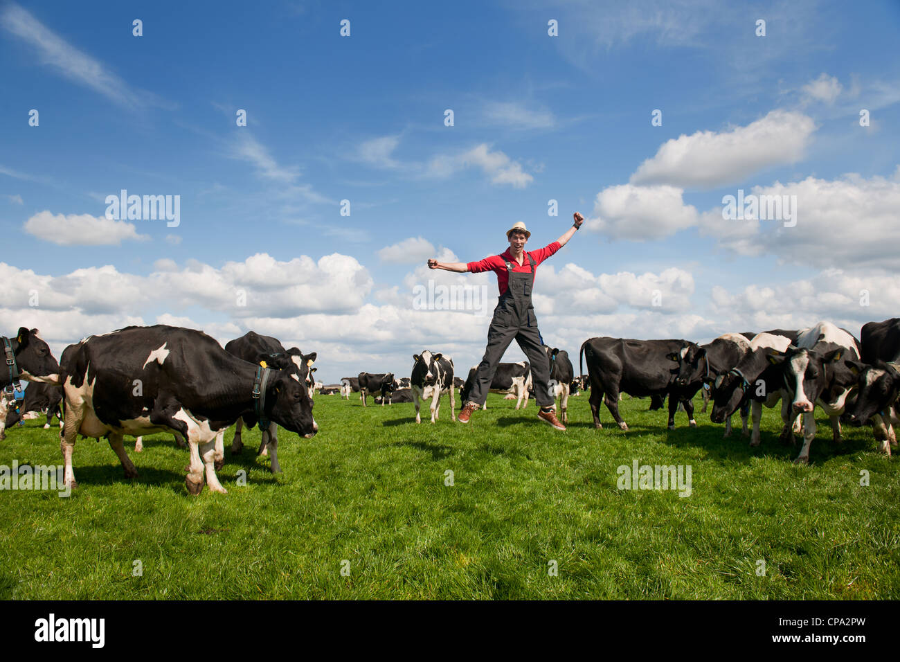 Felice giovane agricoltore il salto nel campo con le vacche Foto Stock