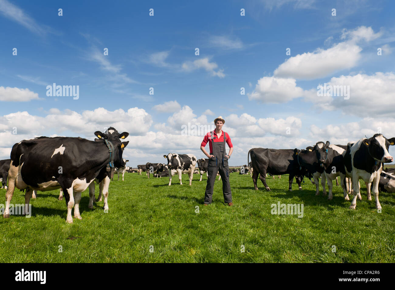 Giovane agricoltore orgogliosi in campo con allevamento di mucche Foto Stock