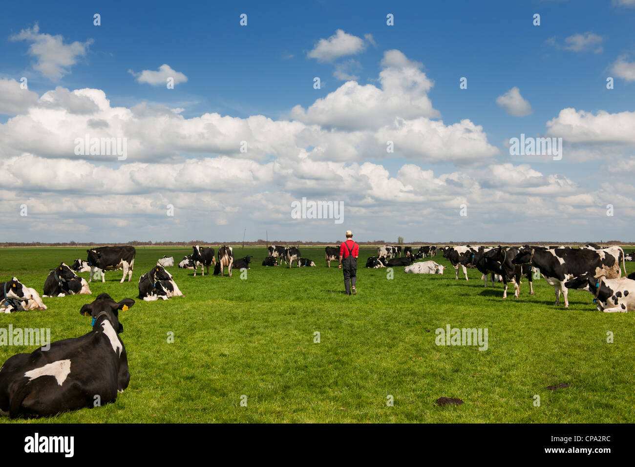 Coltivatore a camminare in prati con in bianco e nero di mucche Foto Stock