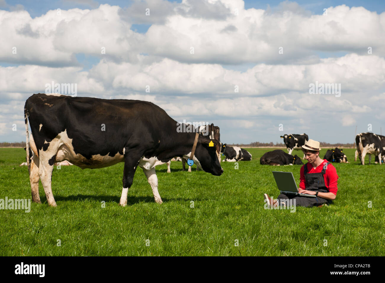 Giovane agricoltore lavora con il computer portatile nel campo di fattoria con in bianco e nero di mucche Foto Stock