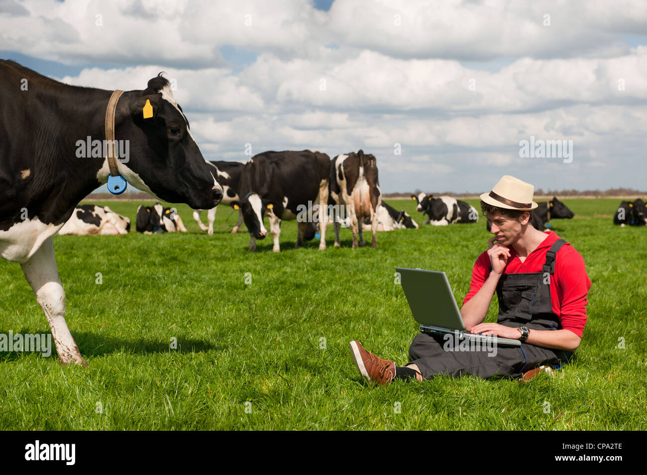 Giovane agricoltore lavora con il computer portatile nel campo di fattoria con in bianco e nero di mucche Foto Stock