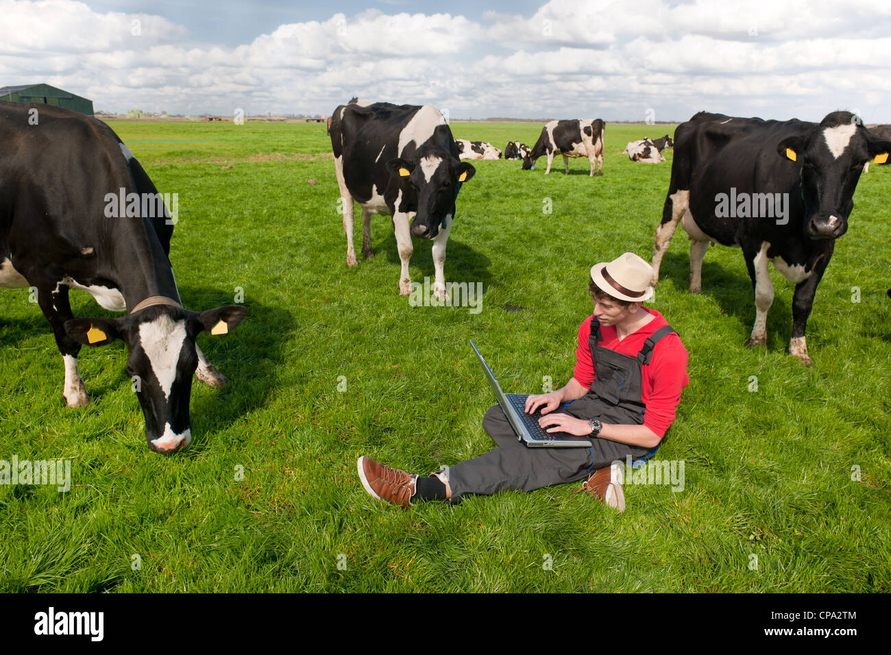 Giovane agricoltore lavora con il computer portatile nel campo di fattoria con in bianco e nero di mucche Foto Stock