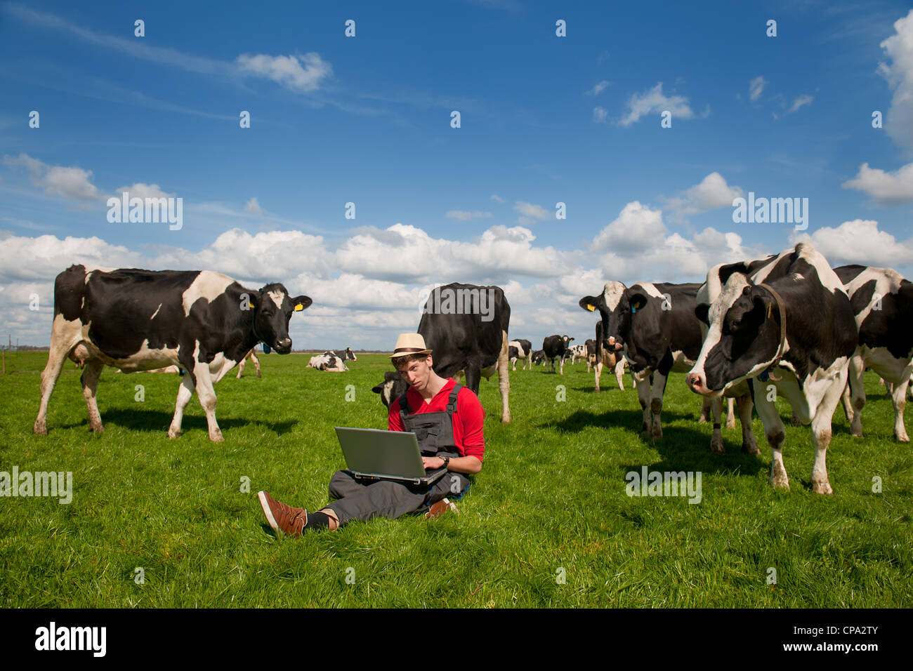 Giovane agricoltore lavora con il computer portatile nel campo di fattoria con in bianco e nero di mucche Foto Stock