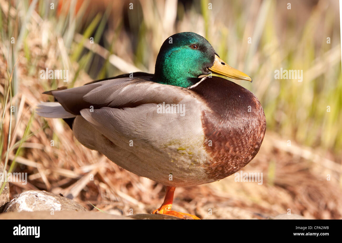 Maschio di Mallard duck in appoggio, England, Regno Unito Foto Stock