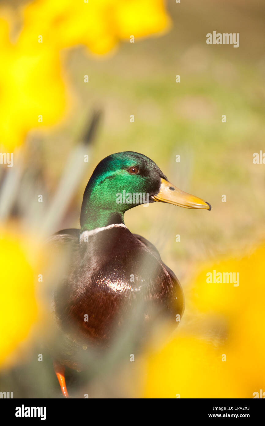 Il Germano Reale maschio da narcisi, England, Regno Unito Foto Stock