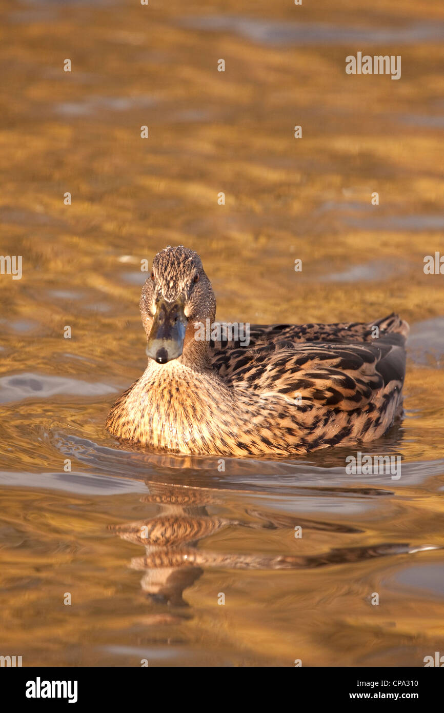Femmina Mallard duck sulla piscina, England, Regno Unito Foto Stock