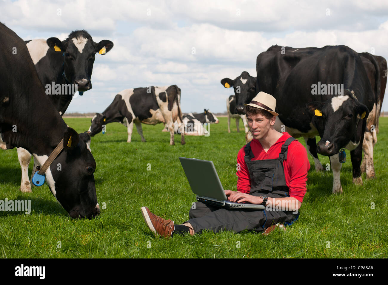 Giovane agricoltore lavora con il computer portatile nel campo di fattoria con in bianco e nero di mucche Foto Stock