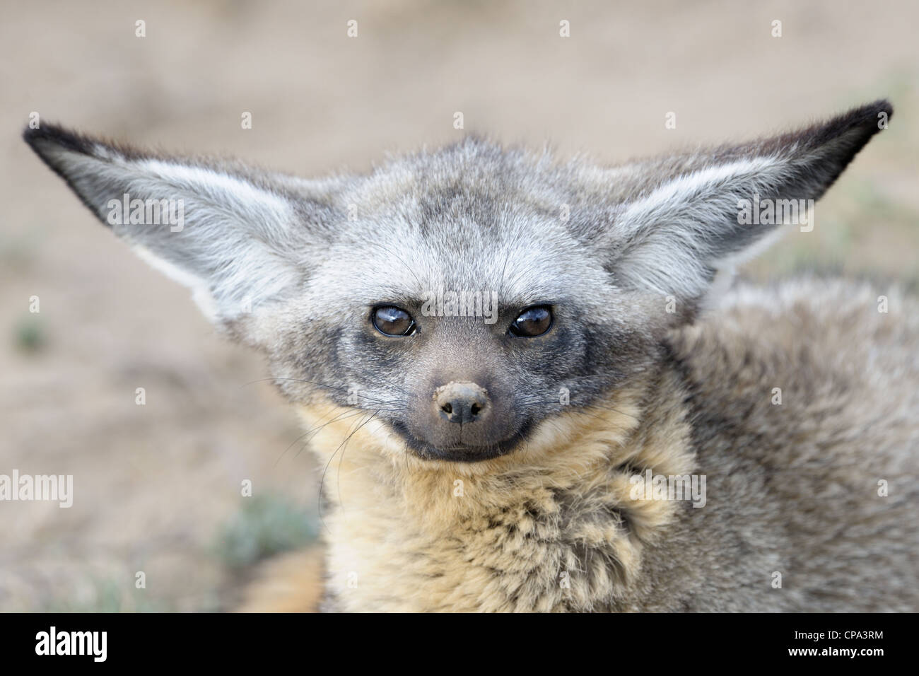 Ritratto di un Bat eared Fox. Foto Stock