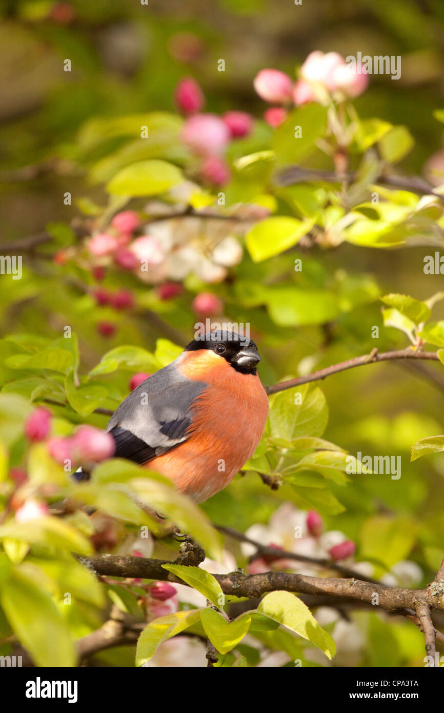 Bullfinch maschio in crab apple tree, England, Regno Unito Foto Stock