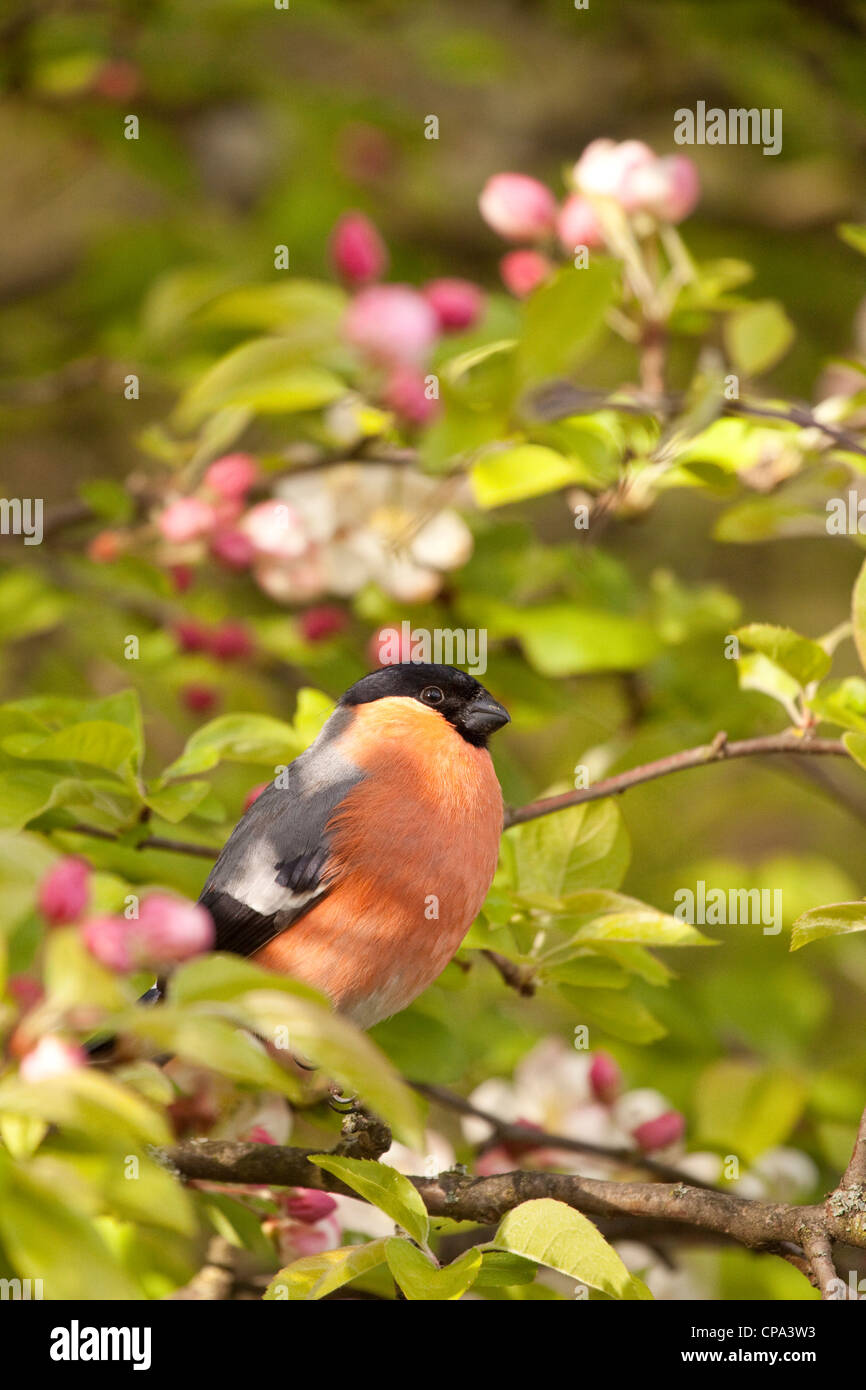 Bullfinch maschio in crab apple tree, England, Regno Unito Foto Stock