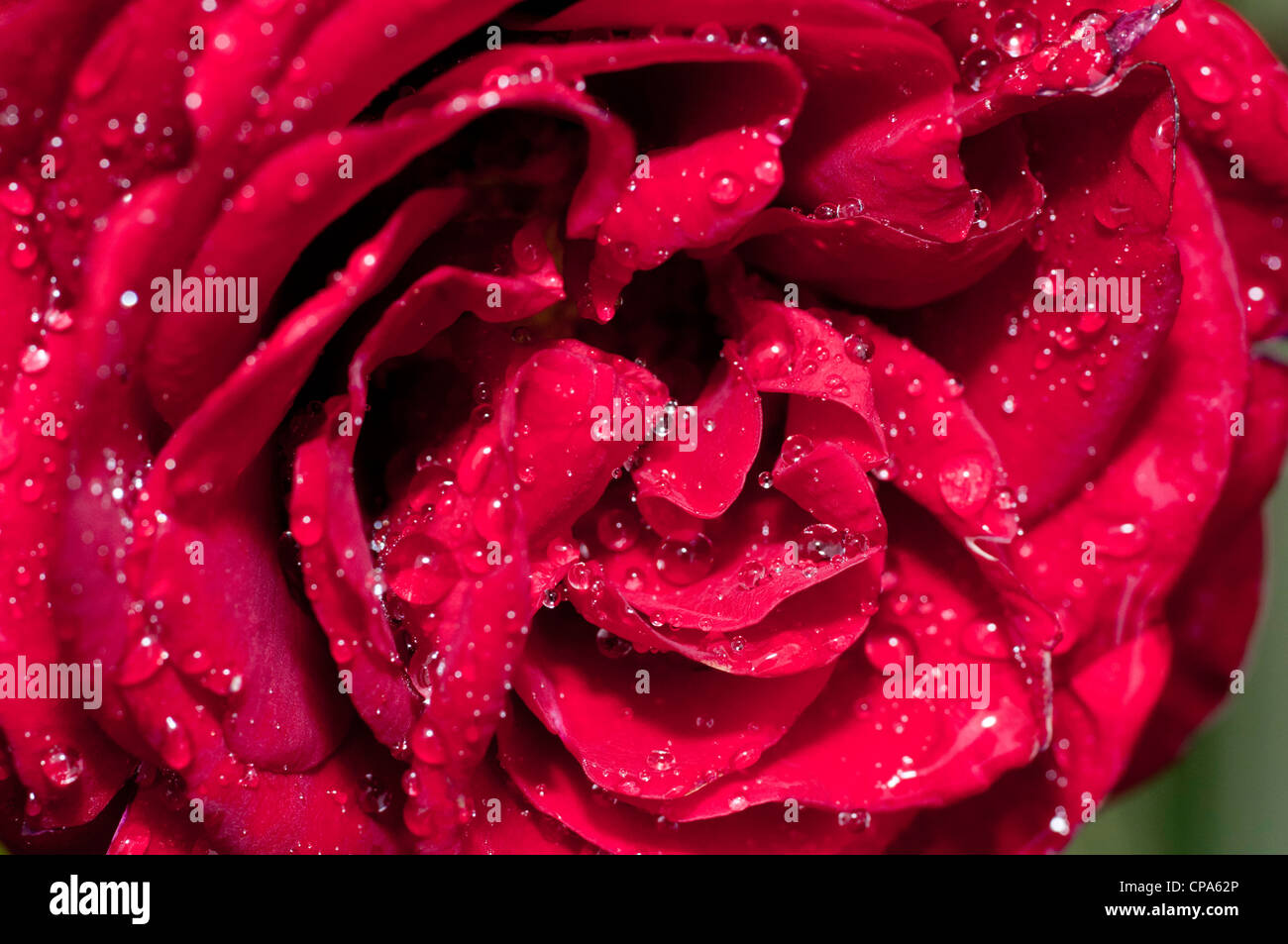 Close-up di petali di rosa rossa dopo una doccia di pioggia. Foto Stock