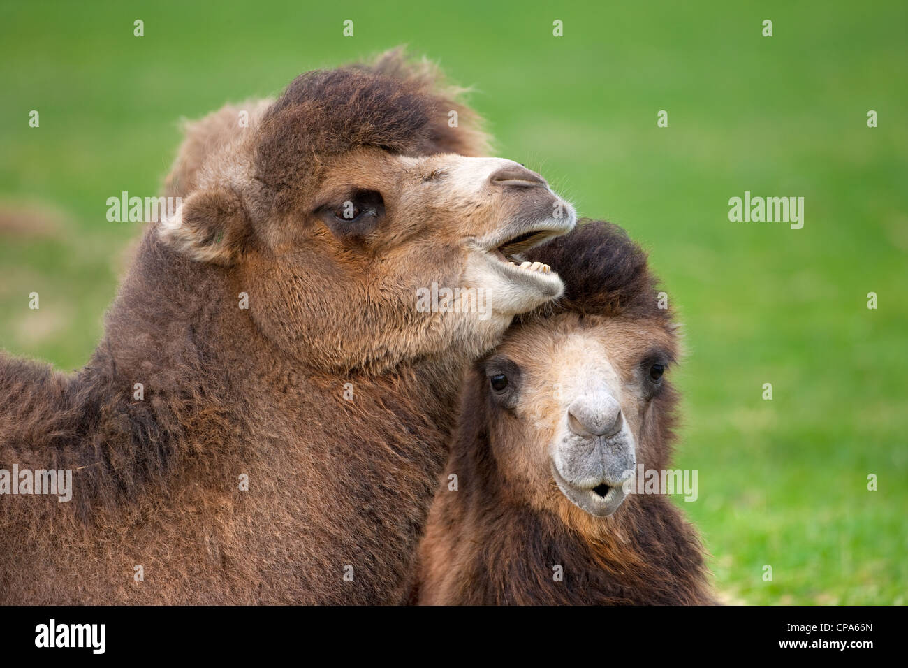 Cammelli Bactarian Camelus bactrianus per adulti e giovani Foto Stock