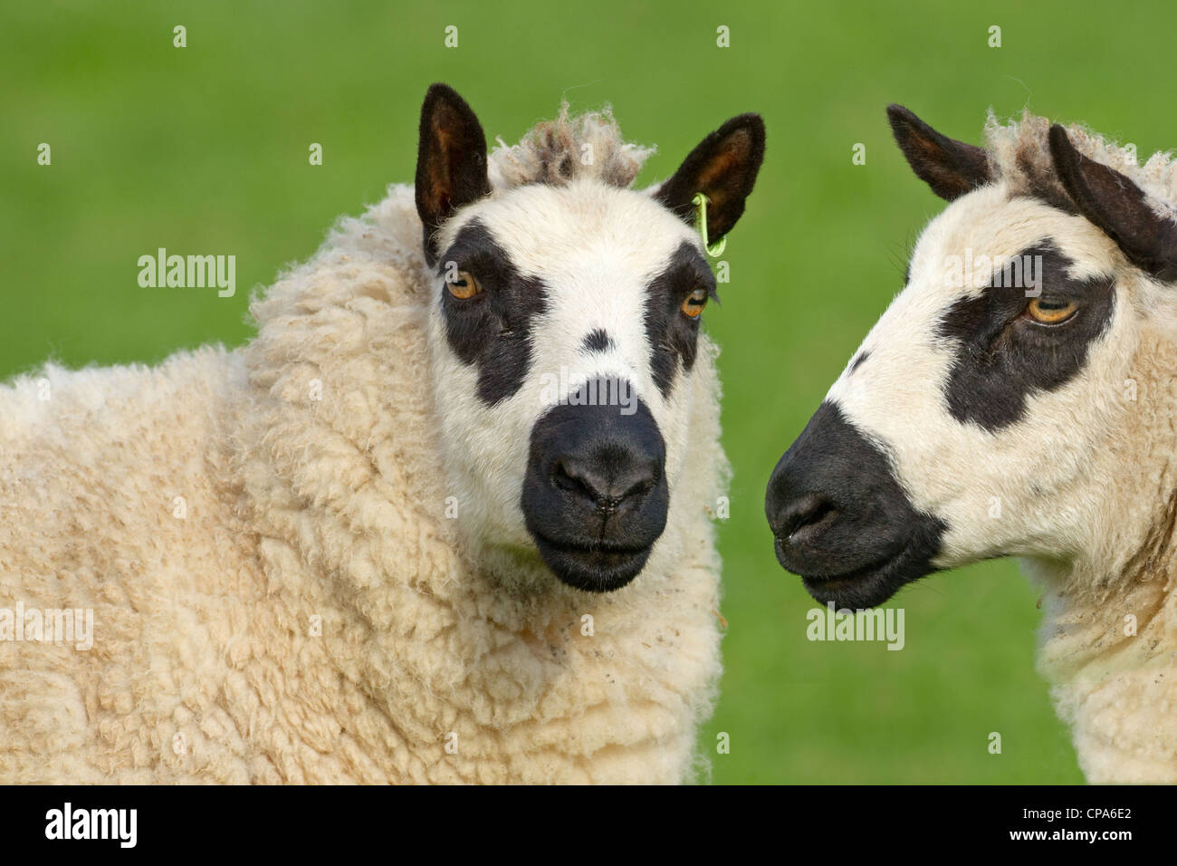 Kerry Hill gregge di ovini due pecore Foto Stock