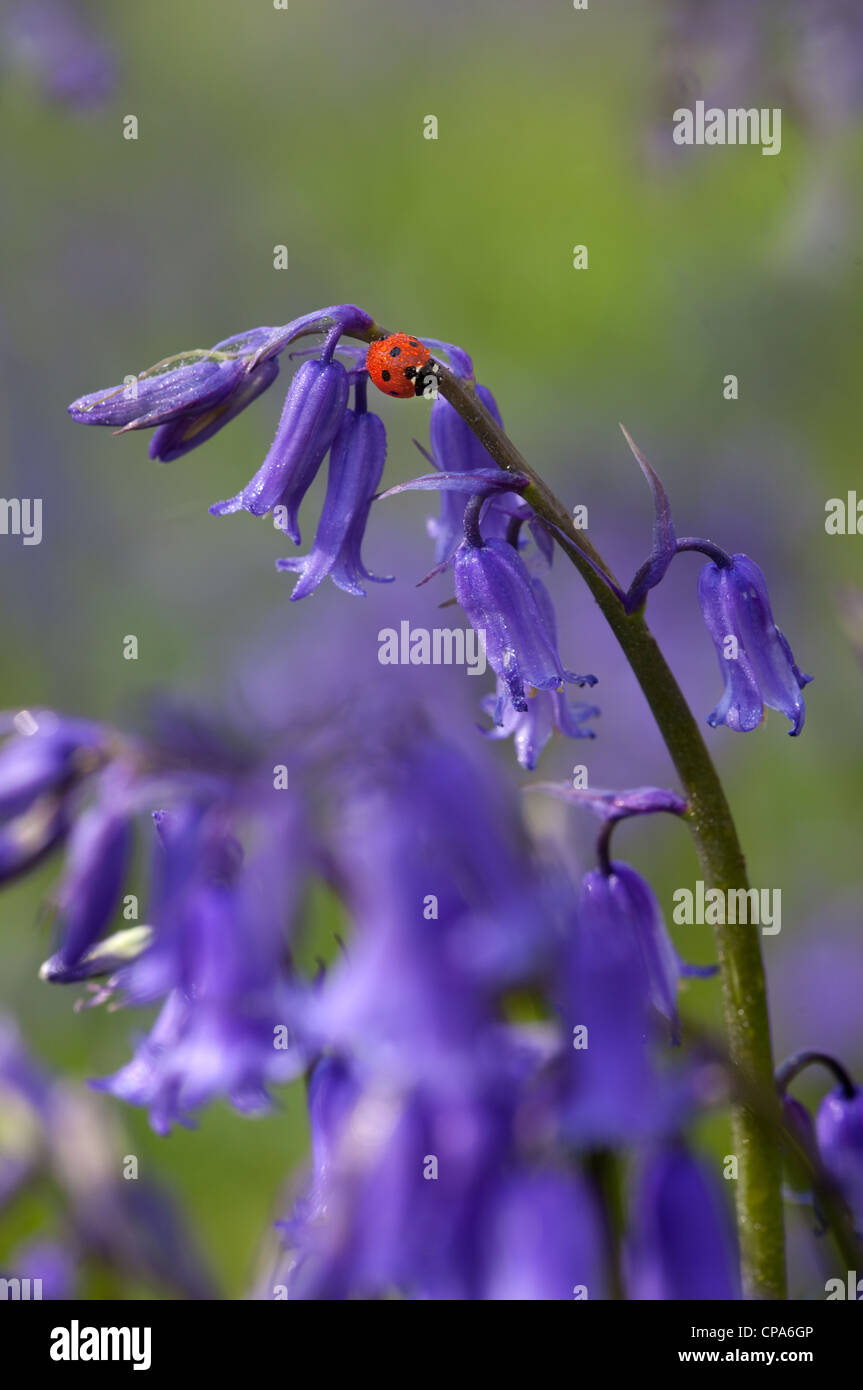 Un ladybird Coccinella punctata su Bluebell Hyacinthoides non-scriptus in pieno fiore tappeto il bosco primaverile nel Chilterns Foto Stock