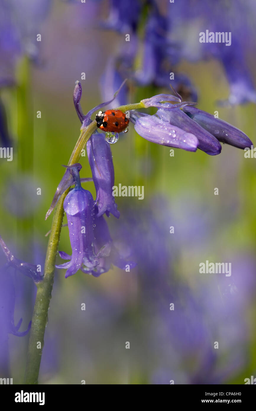 Un ladybird Coccinella punctata su Bluebell Hyacinthoides non-scriptus in pieno fiore tappeto il bosco primaverile nel Chilterns Foto Stock