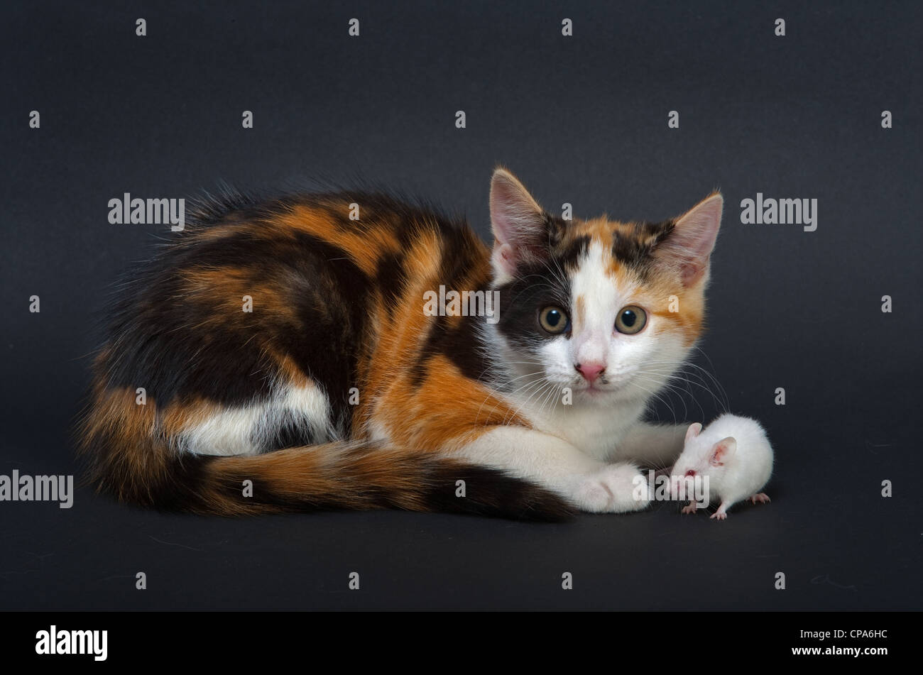 Totoishell gattino gioca con il Mouse bianco Foto Stock