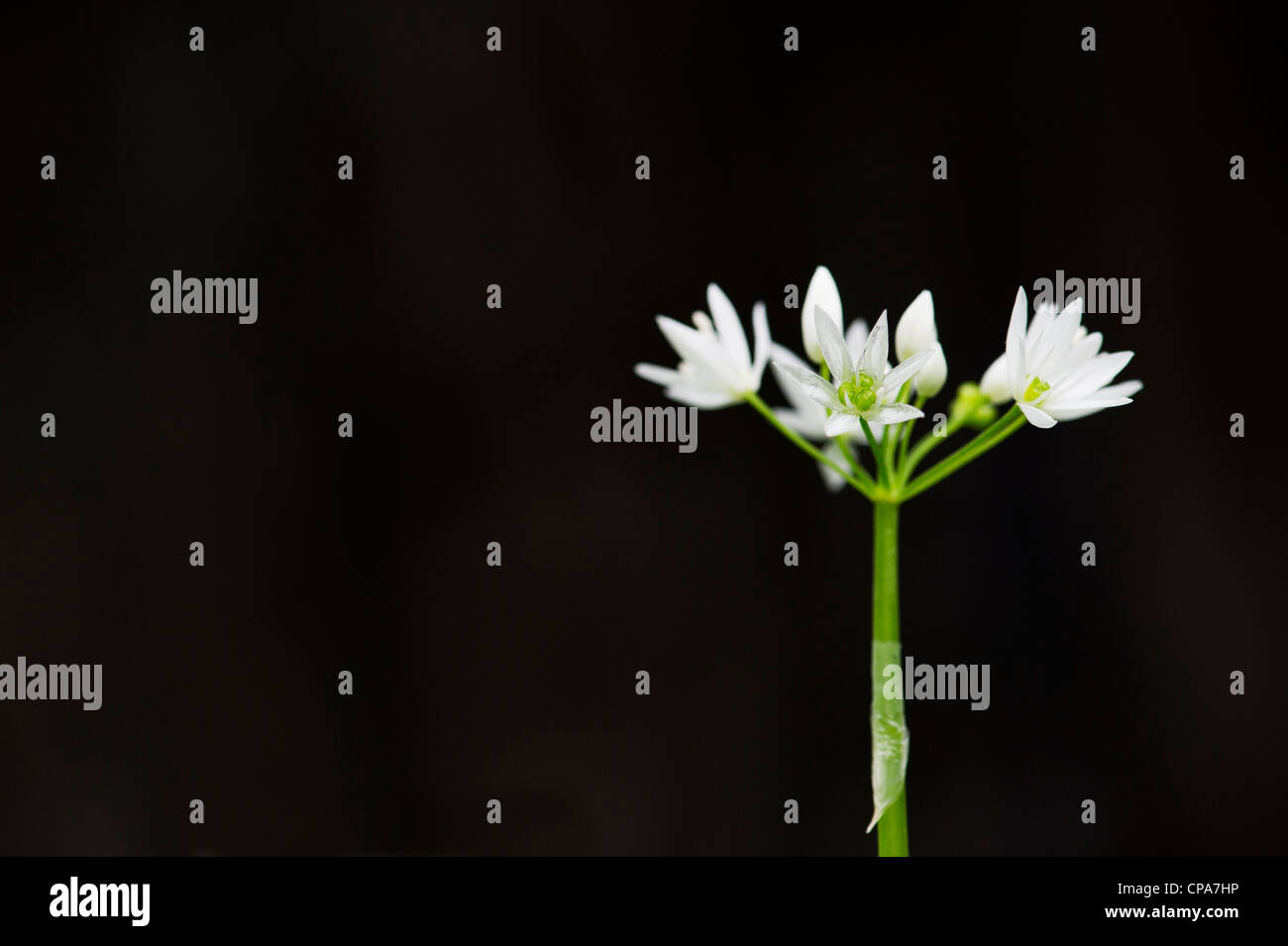 Allium ursinum. Ramsons. Legno / aglio aglio selvatico fiori contro uno sfondo scuro Foto Stock