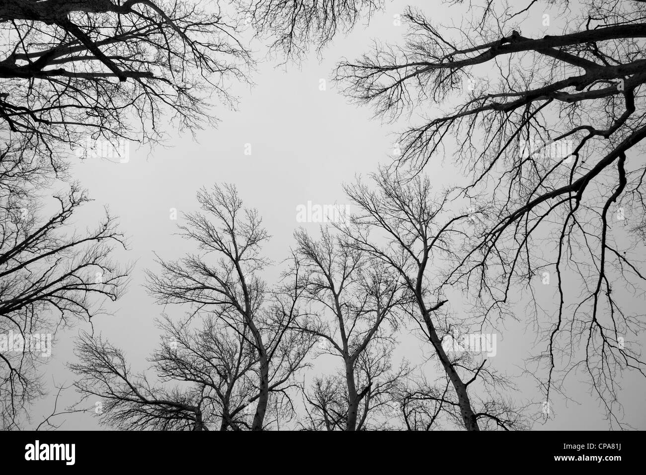 Gli alberi in bianco e nero Foto Stock