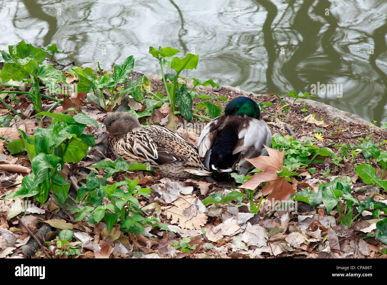 Coppia di anatre Foto Stock