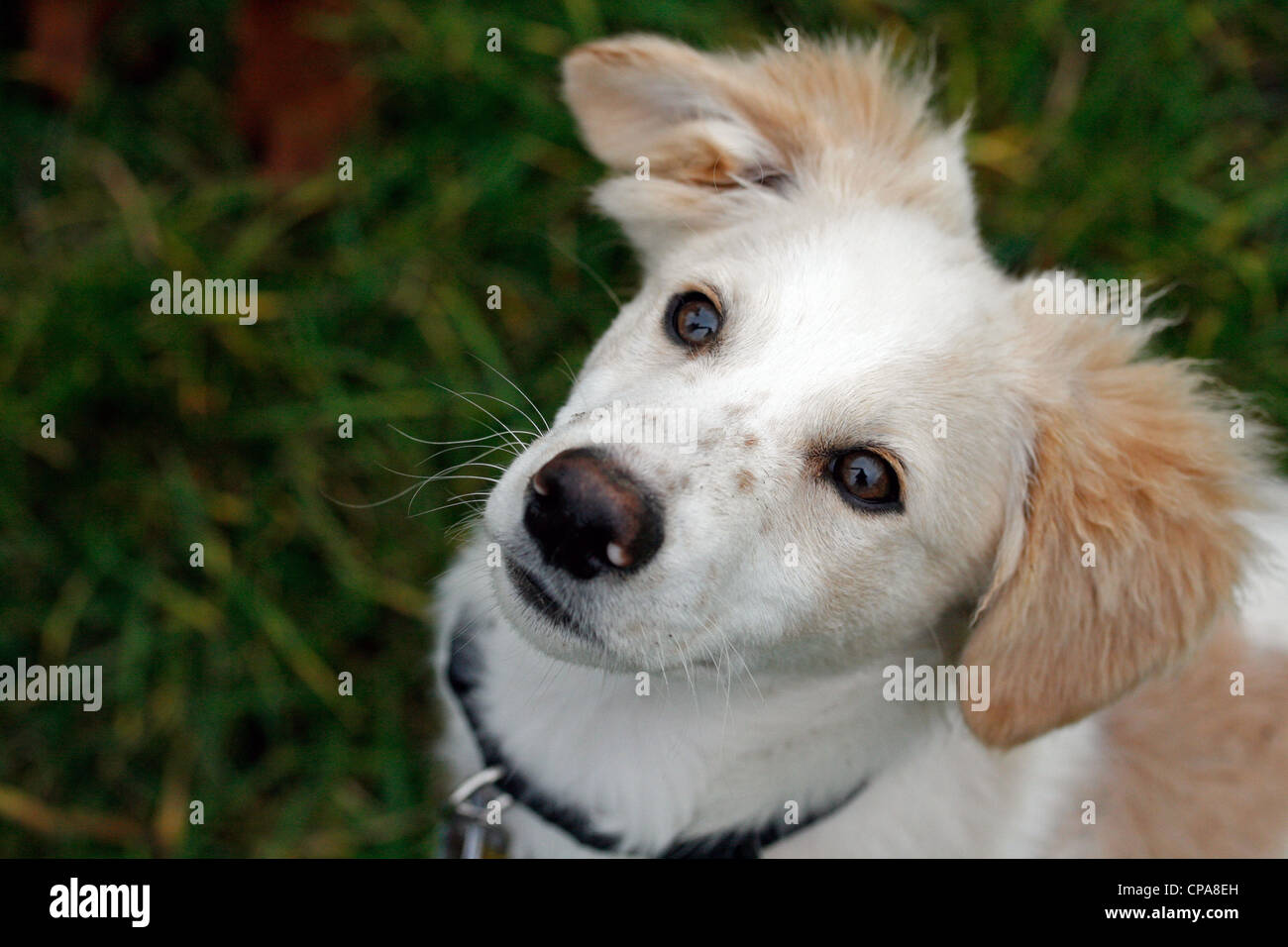 Un misto di Shetland Sheepdog cucciolo Foto Stock