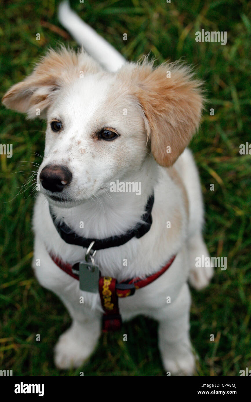 Un misto di Shetland Sheepdog cucciolo Foto Stock