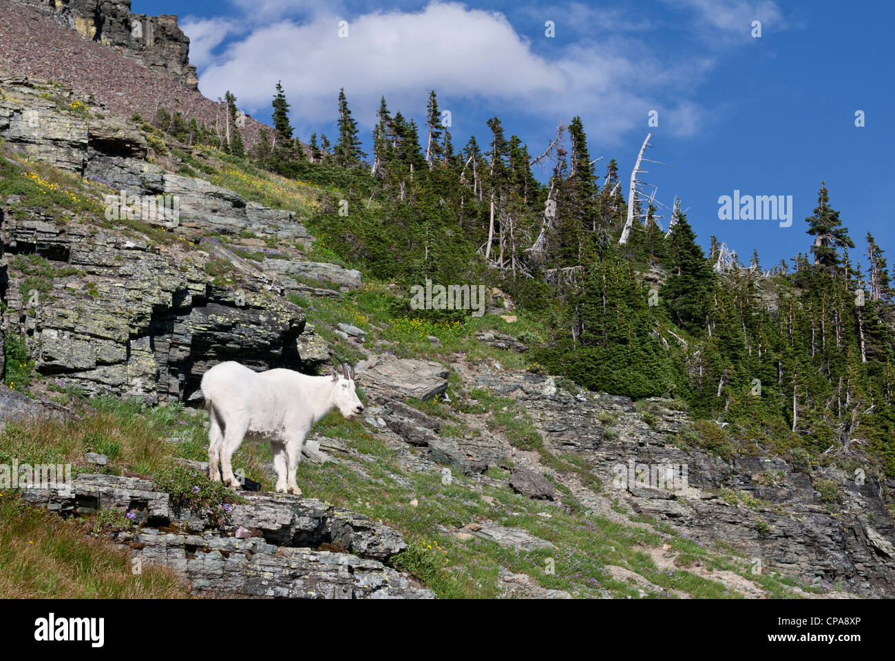Estate abbondanza circonda una capra di montagna (Oreamnos americanus), Western Montana Foto Stock