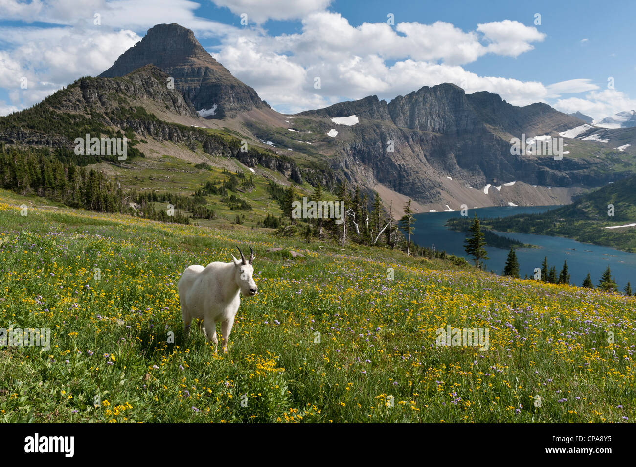Una capra di montagna (Oreamnos americanus) in piedi in un prato sopra il lago di nascosto, il Glacier National Park Foto Stock