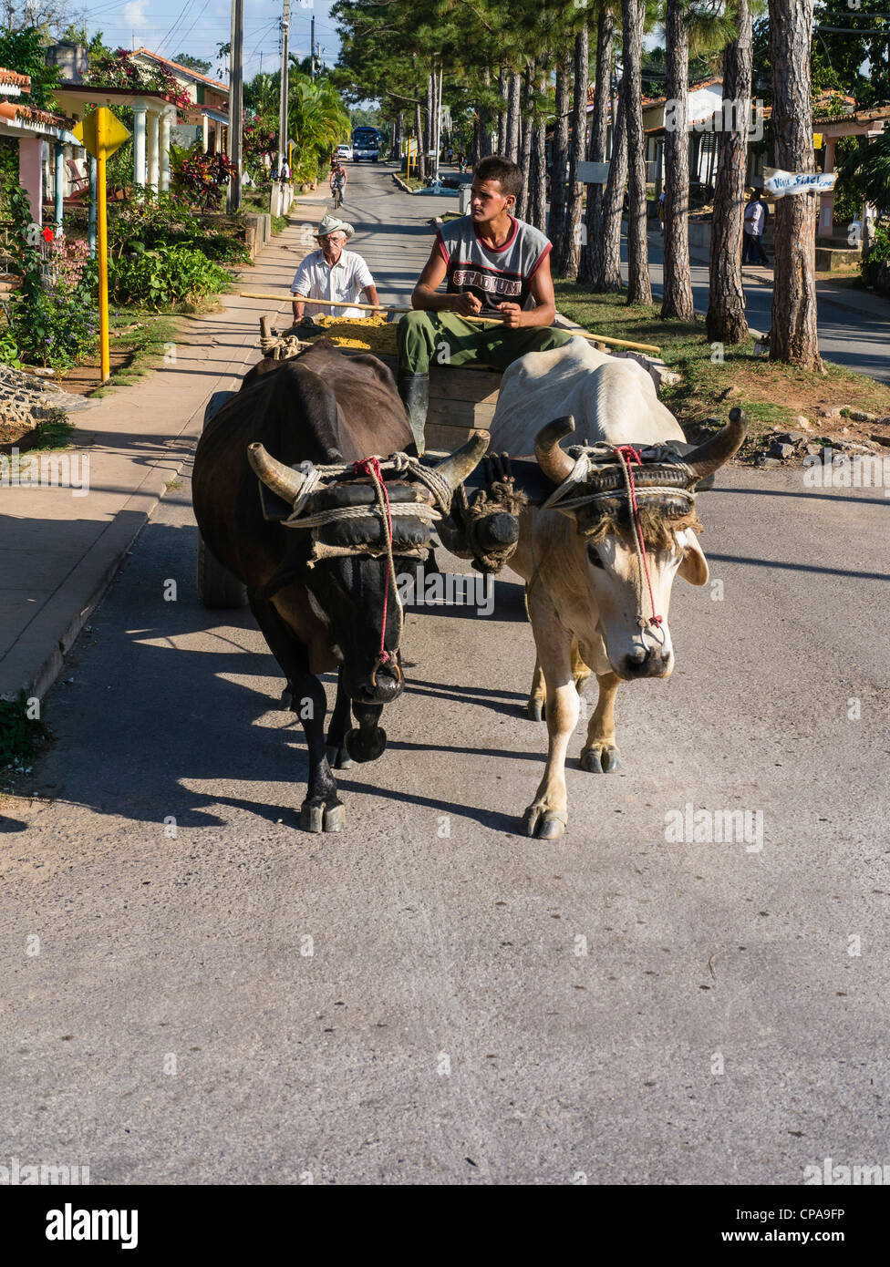 Un giovane uomo cubano nei suoi anni venti si siede e spinge la sua squadra di due buoi che tira il suo carrello lungo una strada di Viñales, Cuba. Foto Stock