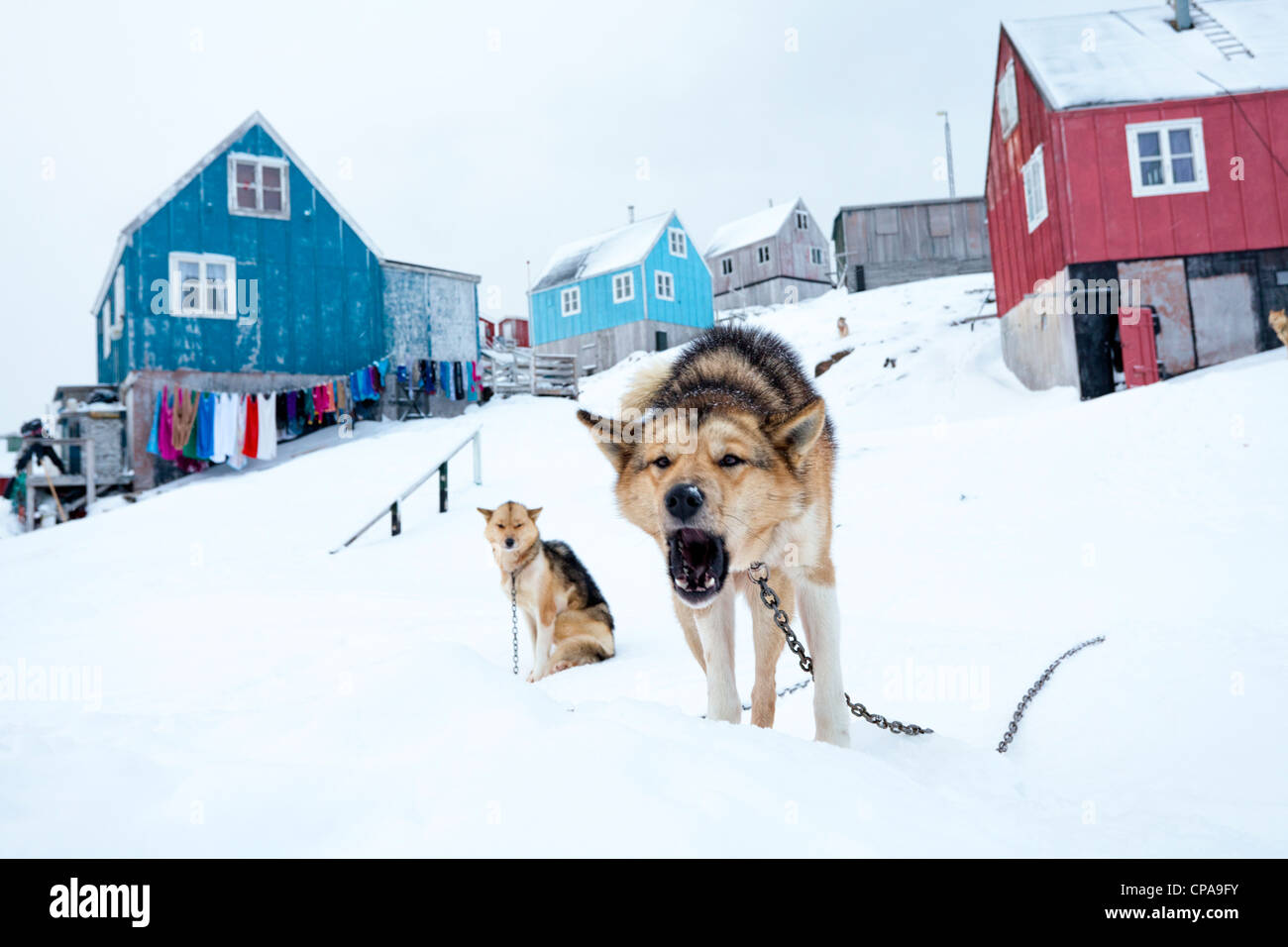 Husky cane che abbaia nel villaggio inuit di Kulusuk, Groenlandia Foto Stock