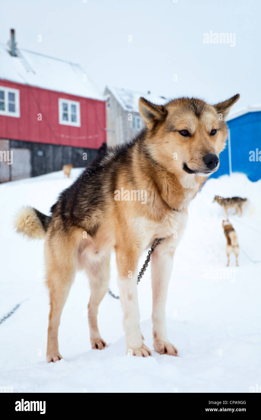 Husky nel villaggio inuit di Kulusuk, Groenlandia Foto Stock