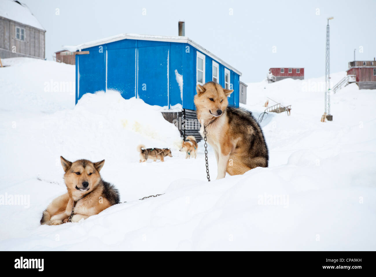 Cani Husky nel villaggio di Kulusuk, Groenlandia Foto Stock