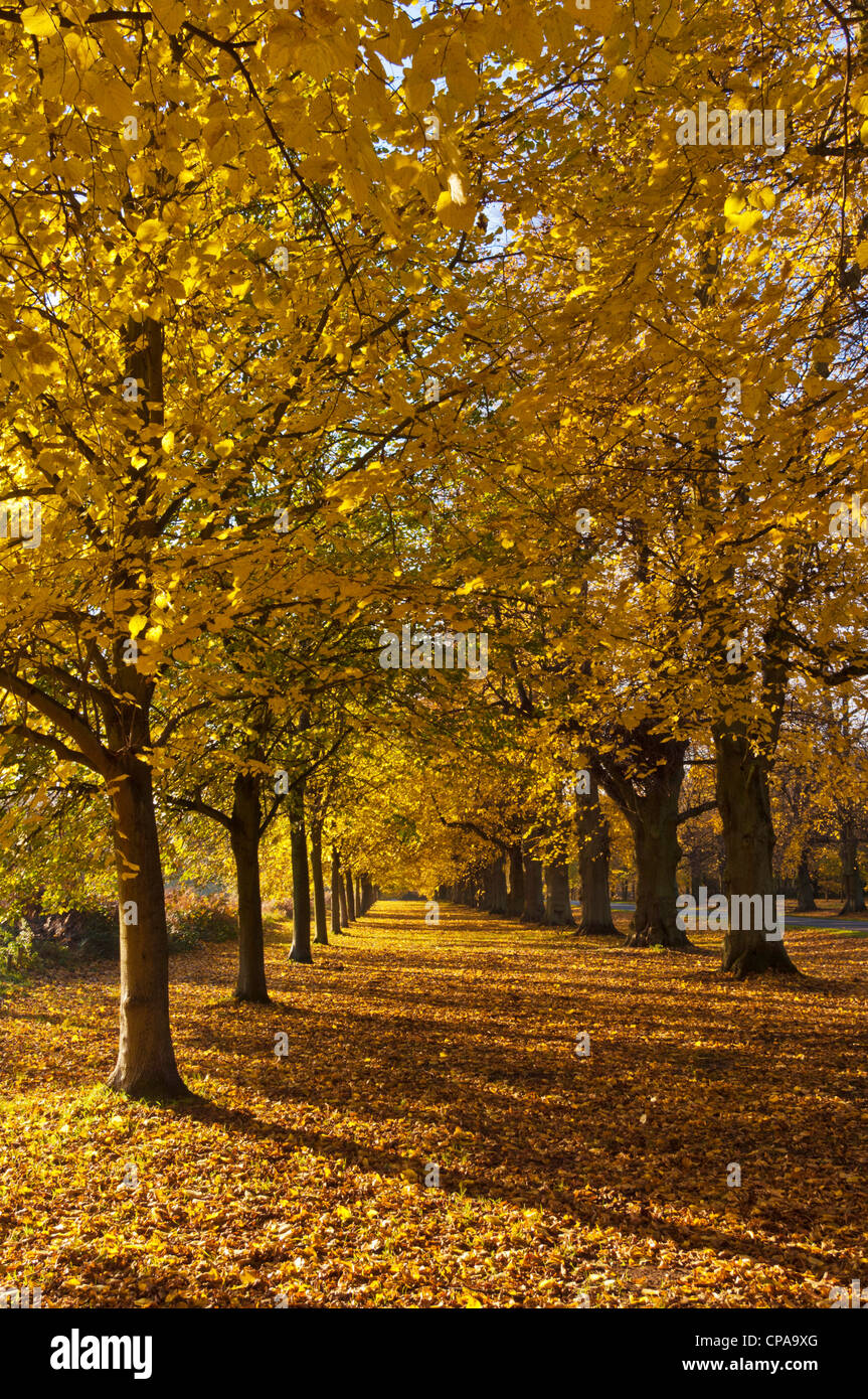 Clumber Park Nottinghamshire Lime Tree avenue autunno Clumber Park Nottinghamshire Inghilterra Regno Unito Europa Foto Stock