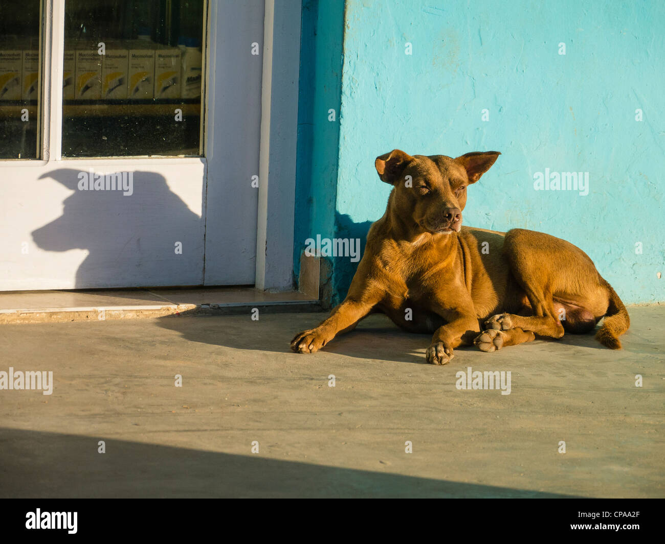 Un cane marrone disteso accanto a una luminosa parete aqua nel tardo pomeriggio la luce getta un ombra della sua silhouette su una porta bianca. Foto Stock