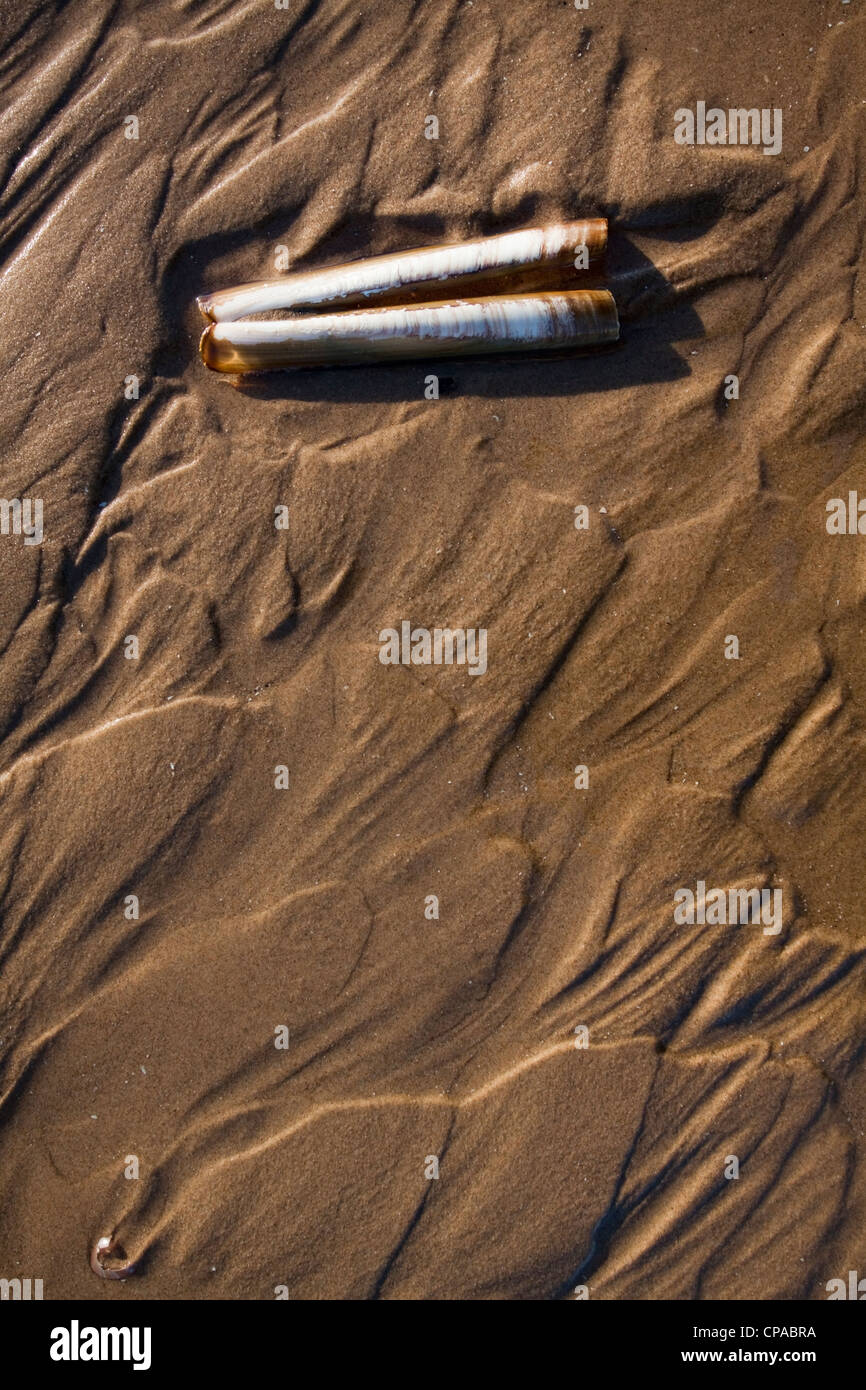 Guscio di rasoio su una spiaggia Foto Stock